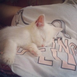 My #birthday #present from @charrkoddy :&lsquo;3 he&rsquo;s called Miko #kitten #white #beautiful