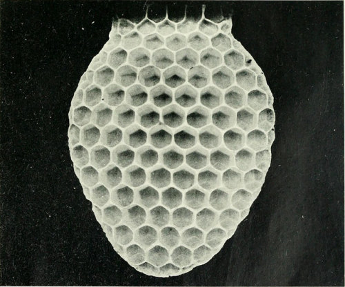 mizisham: Image from page 376 of “Insects : their life-histories and habits” (1913)