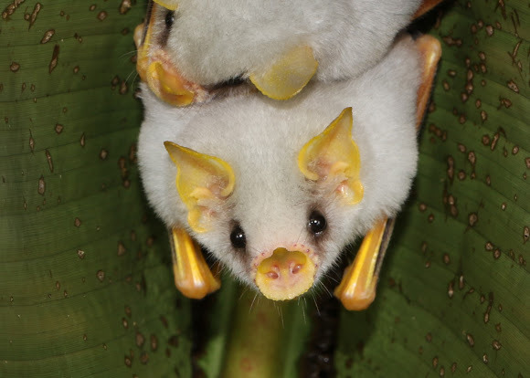 Honduran White Bat
Ectophylla alba
Source: Here