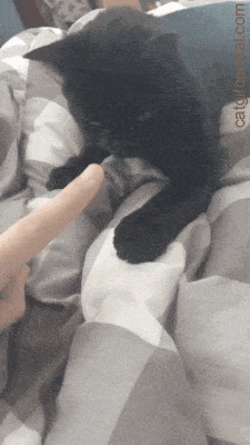 catgifcentral:  Soft Time with the Kitty