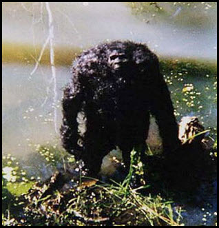 papasmoke:realfootage:this is unequivocally the funniest pre-internet alleged bigfoot photojust a li