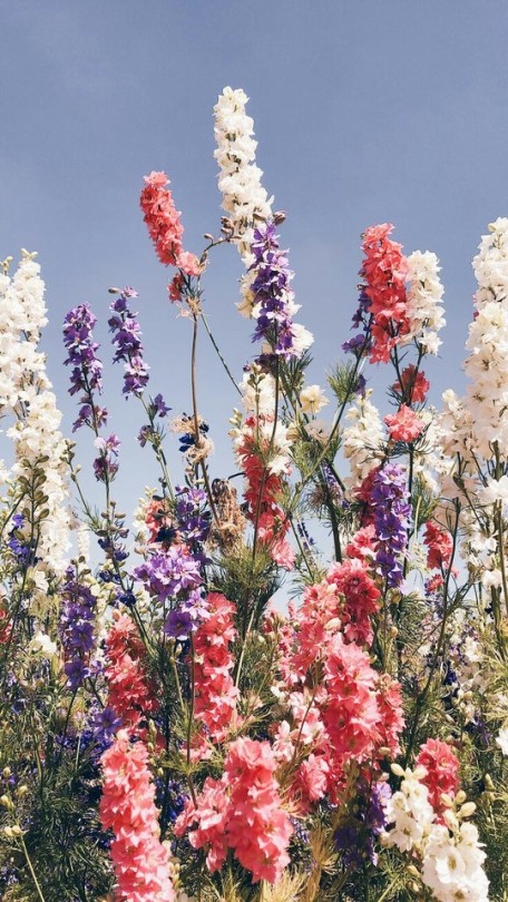 Floral Iphone Wallpaper Tumblr