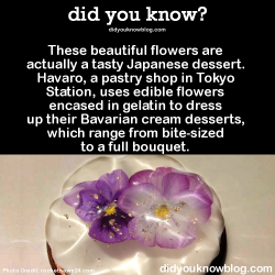 did-you-kno:  These beautiful flowers are actually a tasty Japanese dessert. Havaro, a pastry shop in Tokyo Station, uses edible flowers encased in gelatin to dress up their Bavarian cream desserts, which range from bite-sized to a full bouquet.   Source
