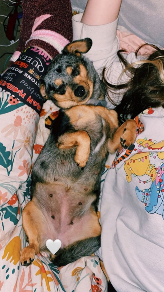 Firstly How Are Chihuahuas? They Get A Pretty Bad Rep In The Dog Lover Community So I Gotta Know If Its