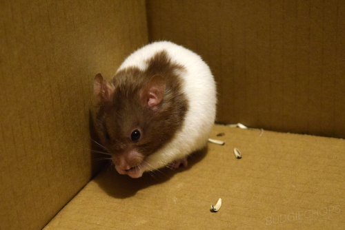 I’d like to introduce you all to my new boy, Oreo. He’s the most nervous syrian hamster I’ve ever ha