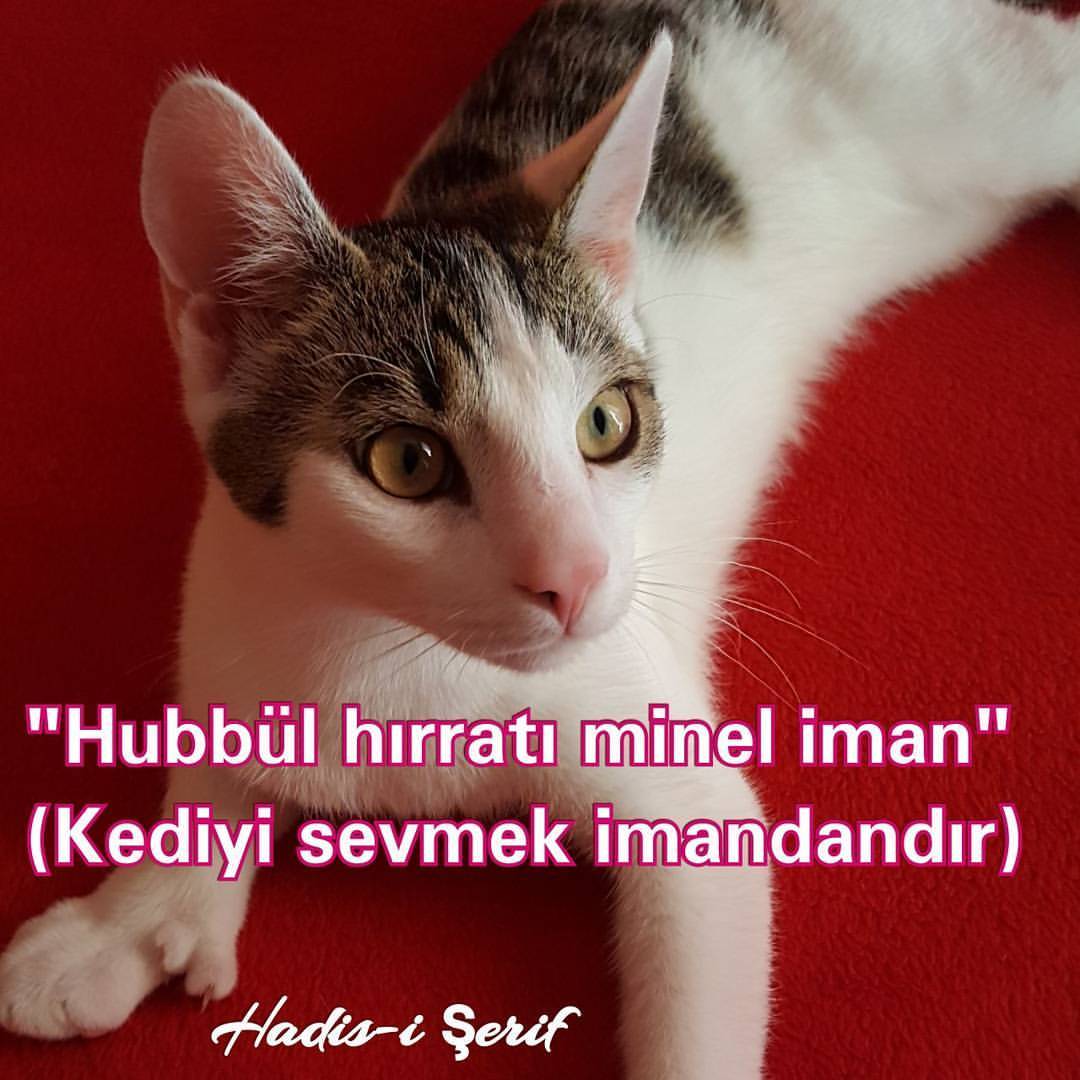 Bulut Bey79 Kedi Pis Degildir Gezdigi Yerlerde Namaz Kilinir