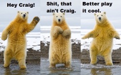 Classic Craig bear