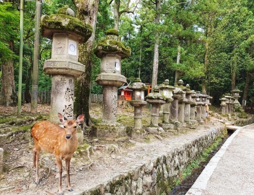 น่าร้าก かわいい (at Nara, Nara)https://www.instagram.com/p/By6TslIHyL3OSxZpROGpzXUnTBJoij3_gr32Lo0/?igs