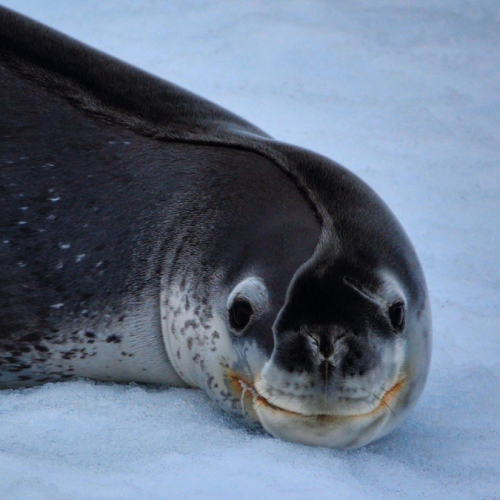 softbutchtaako:ruffboijuliaburnsides:slushyseals:A leopard seal waking up from a nap with it’s own v