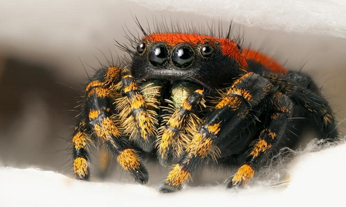 Keeping jumping spiders - quickly and easily explained! - Insektenliebe