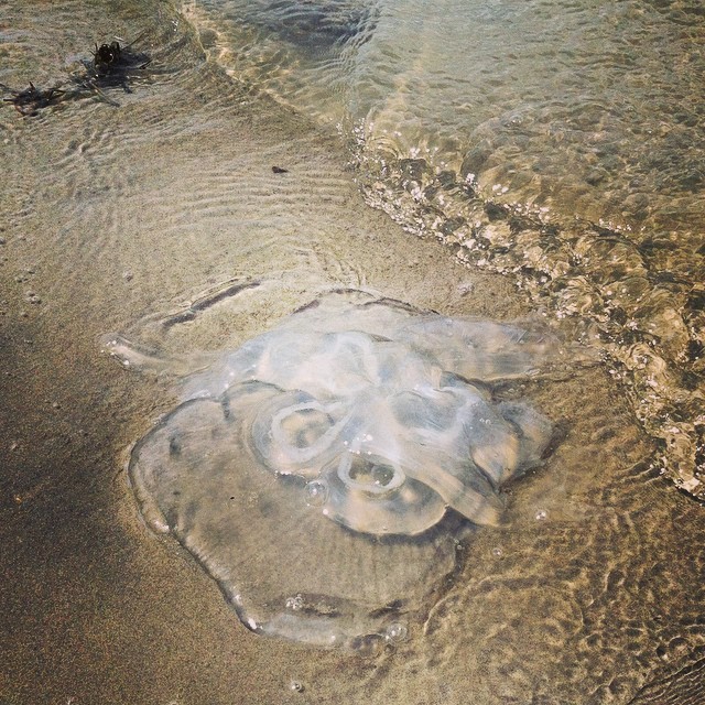 Check out the good luck jelly fish! (at Chinoteague Island, Va)