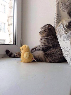 mommylovescake:  thenerdsaurus:   It’s rough out there duck. Real rough “It’s a duck eat duck world, I tell you…”  That cat has seen some shit.   lol