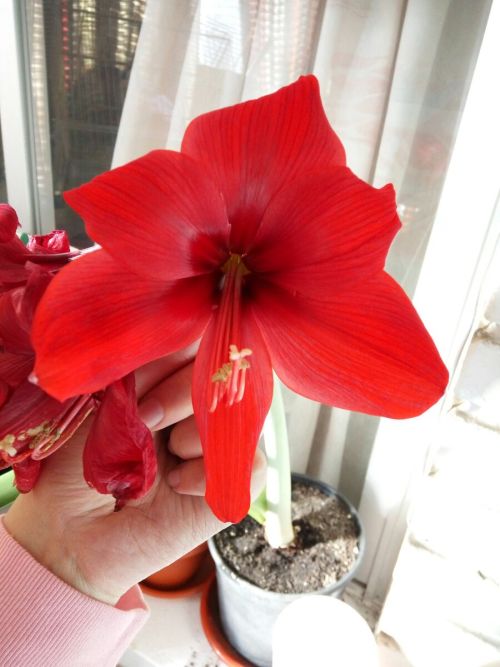 19/Jan/2017The amaryllis opened the 5th flower! Sadly the other ones are beginning to wrinkle, but i