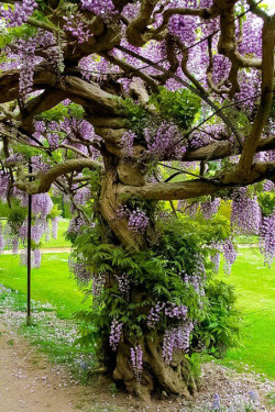 womanspleasure:  gorgeous wisteria