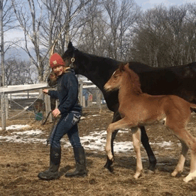 ridingunbridled1993:  broodmares-and-babies:“Look! I’m a human!”  This is how