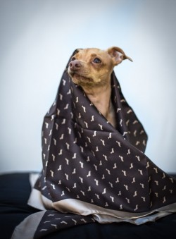 bows-n-ties:  Dachshund Patterned Silk Scarf 