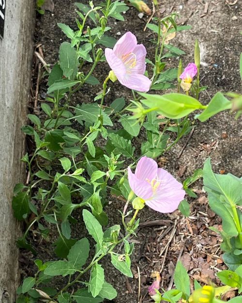 It’s the little things that count!These little beauties adorn little corners of our garden here an