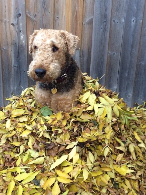 handsomedogs:I can’t be-leaf this!Barktoberfest