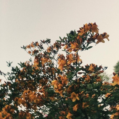 wildfoxwithowleyes:🌿🌿🌿 #iphonephoto