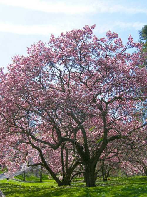outdoormagic: Pink Flowering Trees by Stanley Zimny
