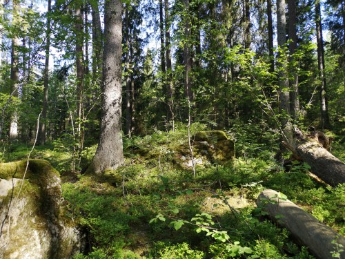 Garphyttan national park, Närke, Sweden. When on a trek, I often take a lot of pictures wi