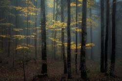 november-photos:Yellow leaves in the fog