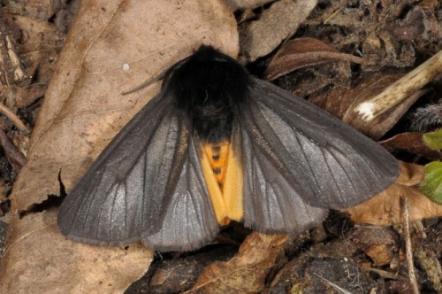 The Other Day I Found A Little Goth Moth, All Black, Clinging To A Wall Along The Road...