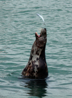 Marinemammalblog:  The Only Way To Fish By Kez ‘N’ Dez (Internet Playing Up Again)