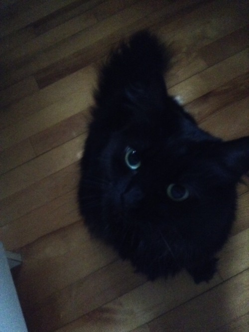 This is my black cat Treize, but I like to call her toothless because she looks like that black drag