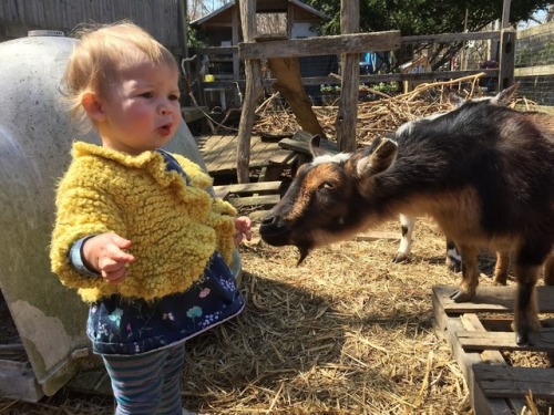 beautiful dwarf goat baby 