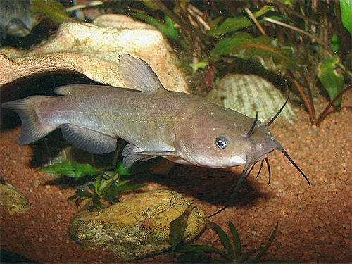 Bullhead Catfish of the Genus Ameiurus 