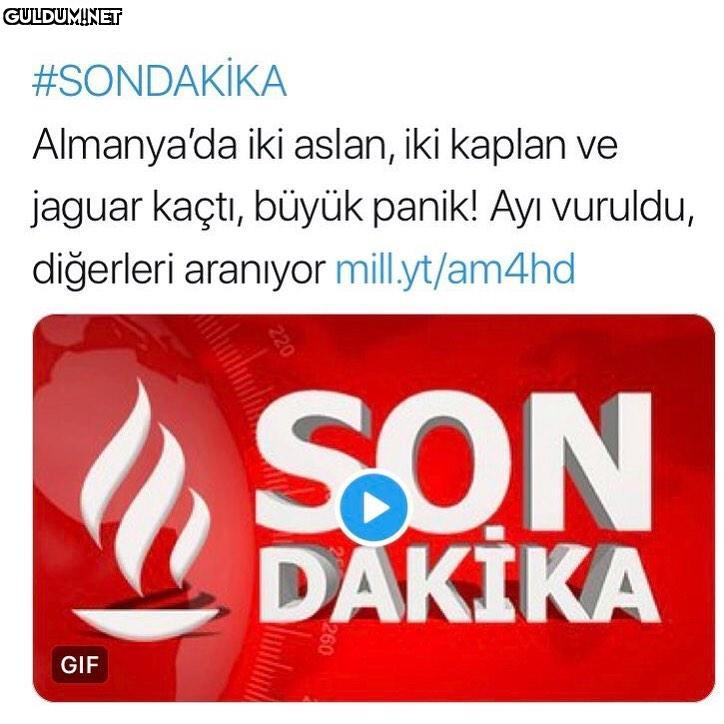 Olum ayıyı niye...