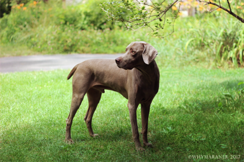 This is Ruger! I’m very proud of him for losing so much weight recently.