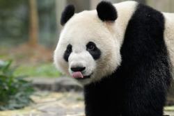 giantpandaphotos:  © River Safari. 