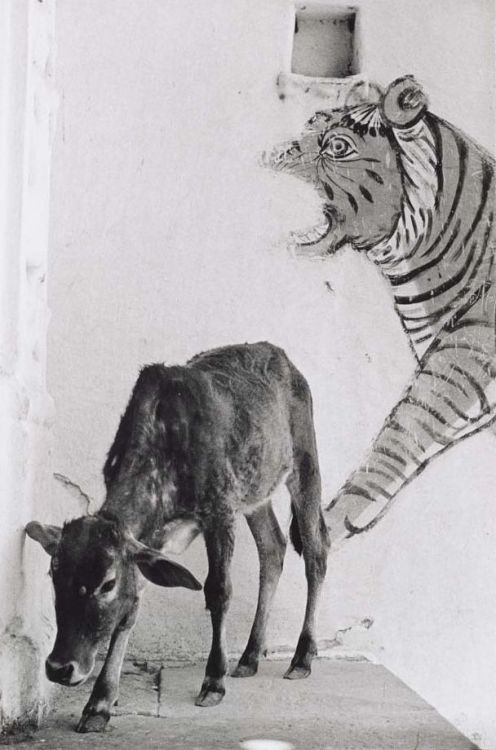 Jyoti Bhatt.  A tiger and calf, Rajasthan, 1973.