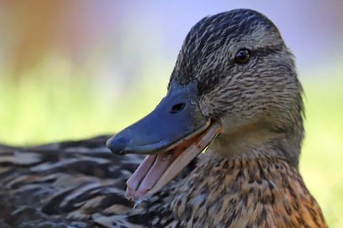 Mallard/gräsand.