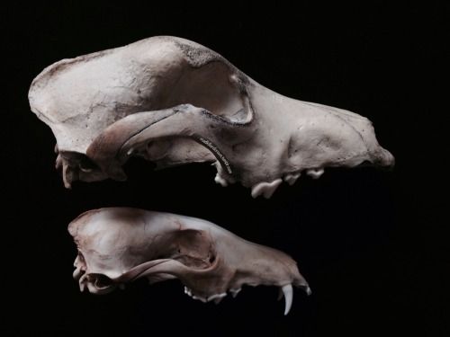 roadkillandcrows:  Dog and fox skull. 