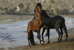 dominantbydefault:  warmboobz:  beachhorsegirl:  transperceneige:  PRE stallions in the Mediterranean sea, by Juliane Meyer.  Lovely!  Oh my  ❤️ 