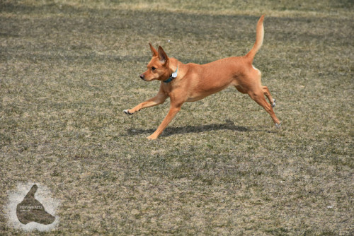 puppyrazzi