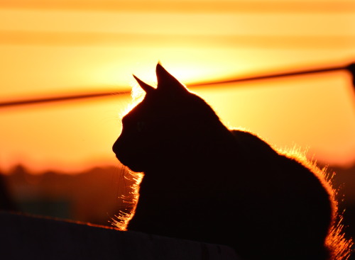 andersn:  Sunset in Campo Grande - MS - Brazil