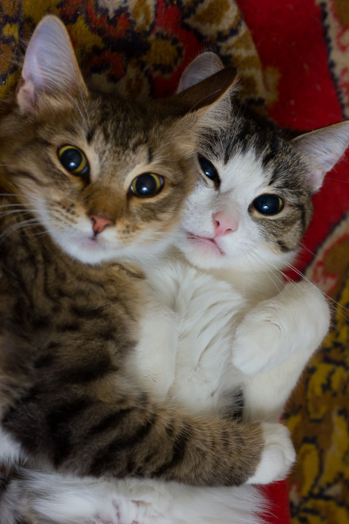 cats posing