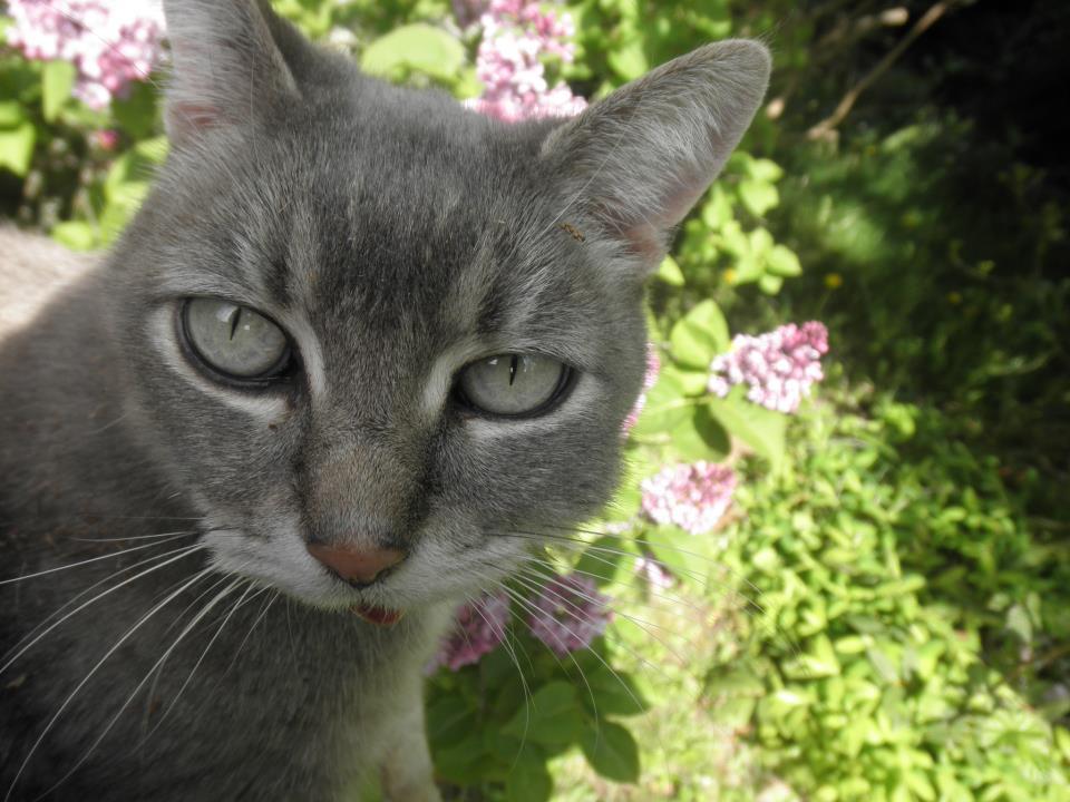 I don’t need feminism because I like being complimented on my eye makeup.
–
Confused Cats Against Feminism is brought to you by We Hunted the Mammoth, and by YOUR KITTIES. Submit!