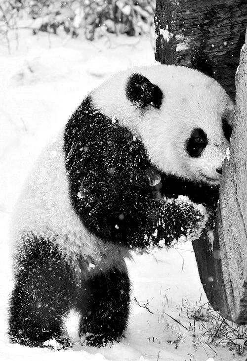 sxxfrm.tumblr.com/post/45450331049/