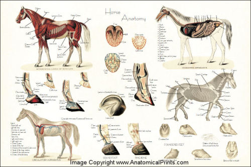 fucktonofanatomyreferences: A glorious fuck-ton of horse references. [From various sources]