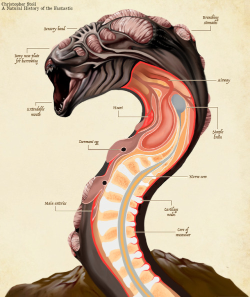 creature anatomy