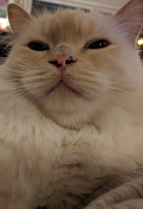 melancholosity: The majestic floof and his double-chin wishes you a happy caturday!