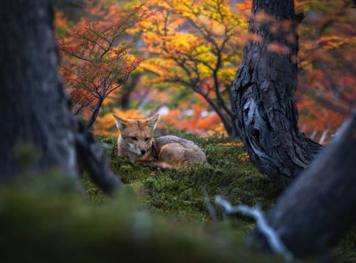 Top Shot: Fox in FoliageTop Shot features the photo with the most votes from the previous day’s Da