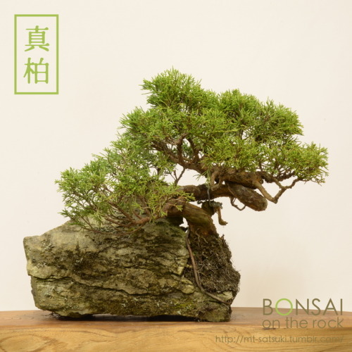 真柏（シンパク）の石付盆栽SHIMPAKU Juniper bonsai on a rock2014.11.15 撮影bonsai on the rock| Creema | BASE | Zazzl