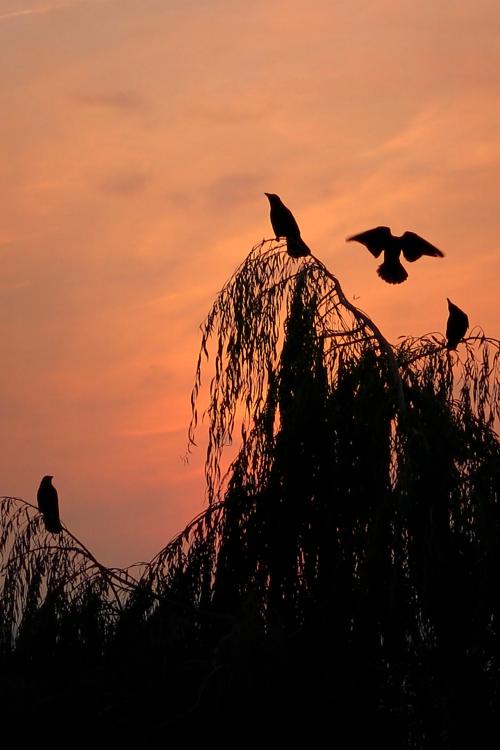 ambermaitrejean: November sunsetwatercolor paper skypostcards from autumnmessages from ink-black crowsurge their loved ones home once more Photo and tanka by Amber Maitrejean  https://painted-face.com/