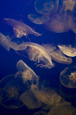 jamas-rendirse:  Jellyfish 20, by Jason Kaiser. 